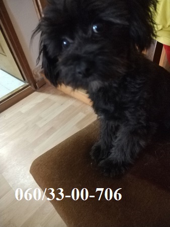 Maltipoo štene