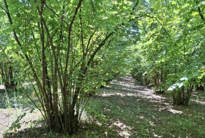 Prodajem zasad lesnika