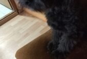 Maltipoo štene