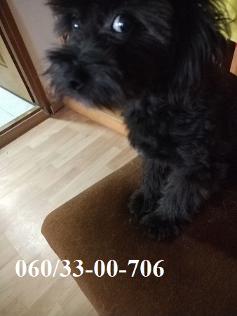 Maltipoo štene
