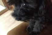 Maltipoo štene
