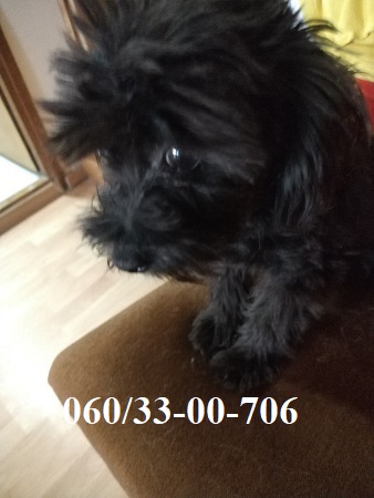 Maltipoo štene