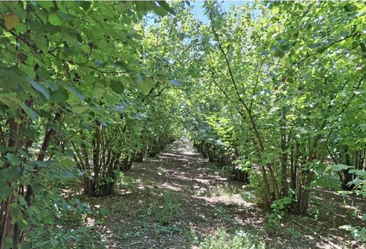 Prodajem zasad lesnika