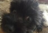 Maltipoo štene