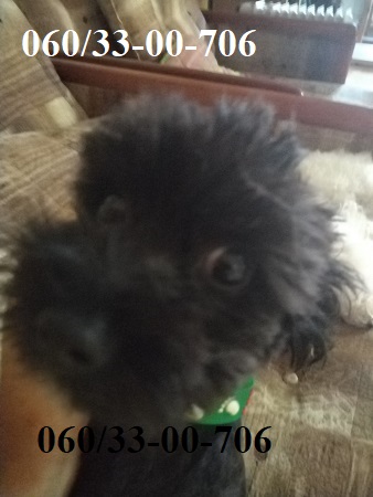 Maltipoo štene