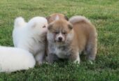 Prodajemo stence japanskih Akita