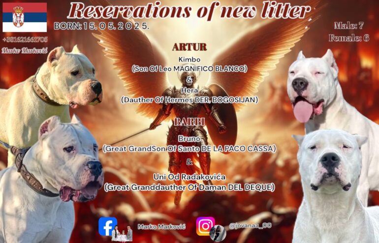 Dogo Argentino štenci