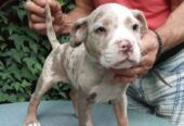American bully
