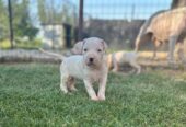 Dogo Argentino štenci