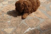 Toy/mini crvene pudle