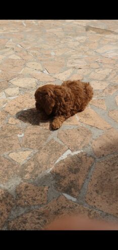 Toy/mini crvene pudle