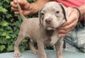 American bully