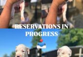 Dogo Argentino štenci