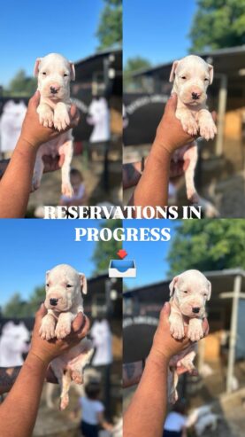 Dogo Argentino štenci