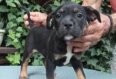 American bully