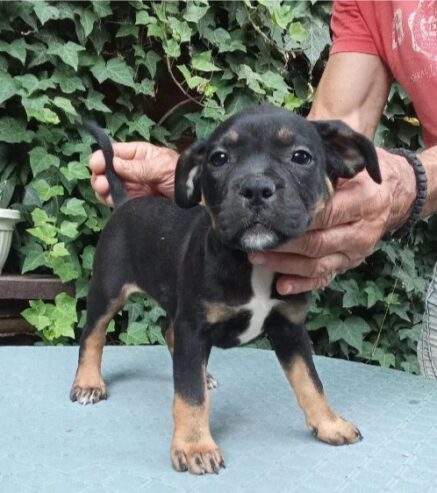 American bully