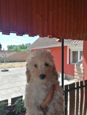 Stene patuljaste pudle