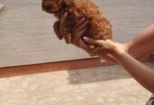 Toy/mini crvene pudle