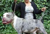 American bully