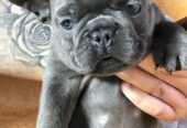 Francuski buldog plavi sivi