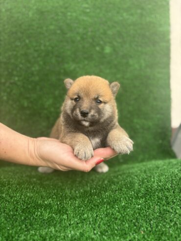 Shiba inu štenci