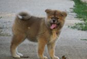 Prodajemo stence japanskih Akita