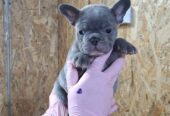 Francuski buldog plavi sivi