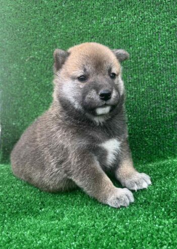Shiba inu štenci