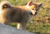 Prodajemo stence japanskih Akita