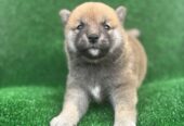 Shiba inu štenci
