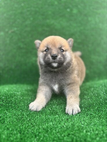Shiba inu štenci
