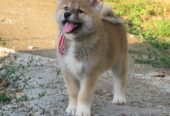 Prodajemo stence japanskih Akita