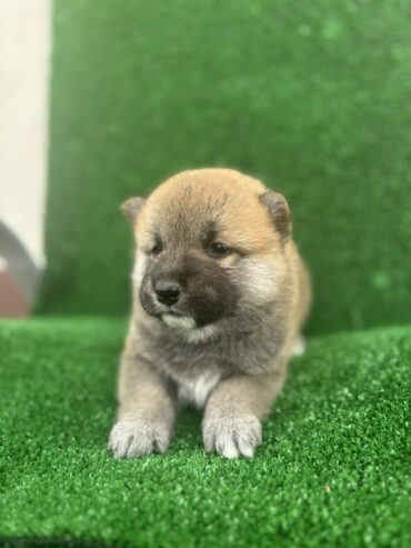 Shiba inu štenci