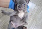 Francuski buldog plavi sivi