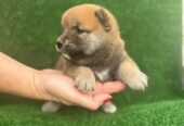 Shiba inu štenci