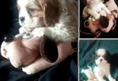 Cavalier King Charles štenci