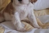 Cavalier King Charles štenci