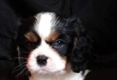 Cavalier King Charles štenci
