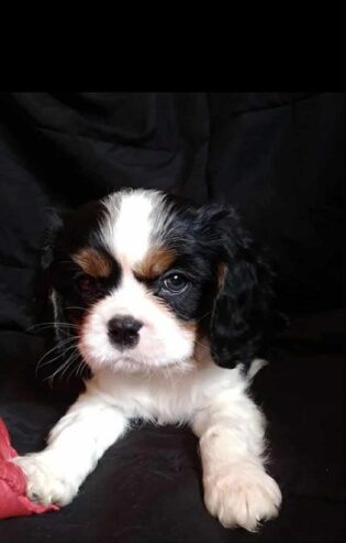 Cavalier King Charles štenci