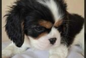 Cavalier King Charles štenci