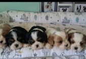 Cavalier King Charles štenci