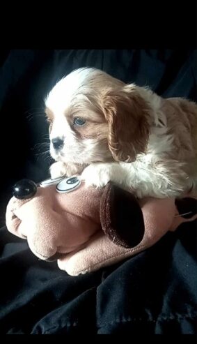 Cavalier King Charles štenci
