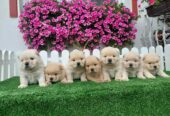 Chow Chow cau cau stenci