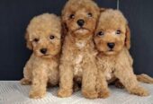 Maltipoo štenci