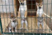 Shiba inu štenci od vrhunskih roditelja