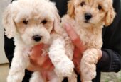 Maltipoo štenci