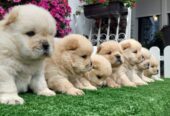 Chow Chow cau cau stenci