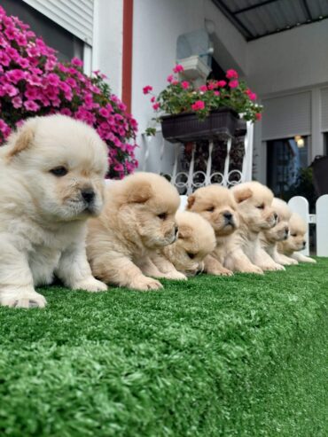 Chow Chow cau cau stenci