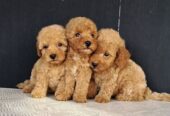 Maltipoo štenci