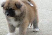 Prodajemo stence japanskih Akita